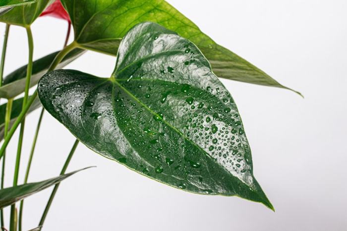 How often do you water anthurium plant