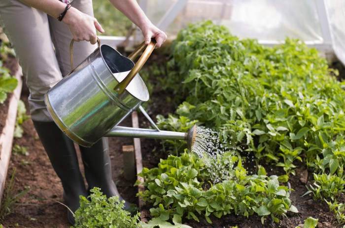 How often do you water garden plants