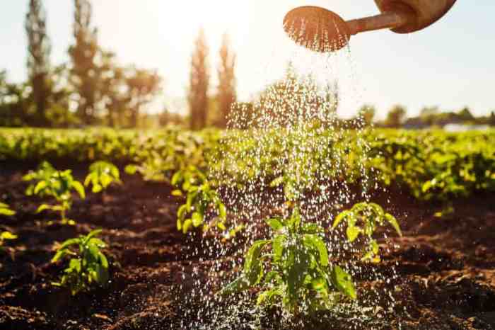 How often do you water a jalapeno plant