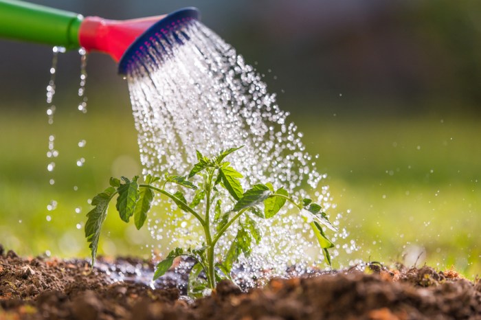 How much water to put in plants