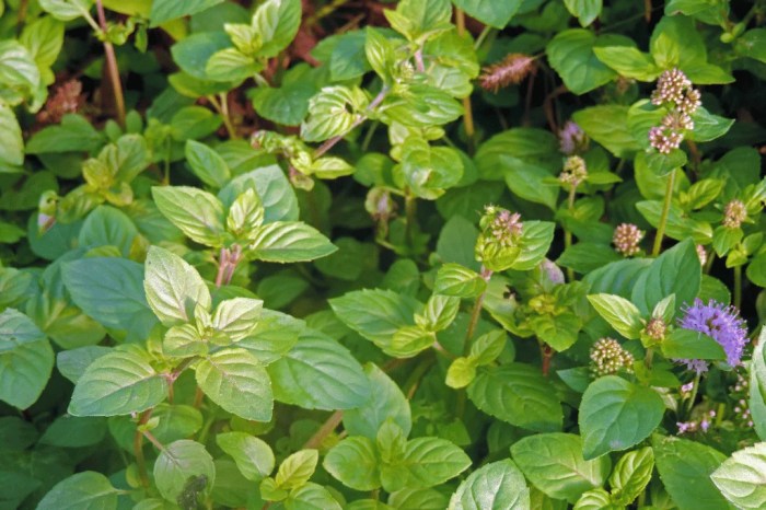 How often do i water mint plant