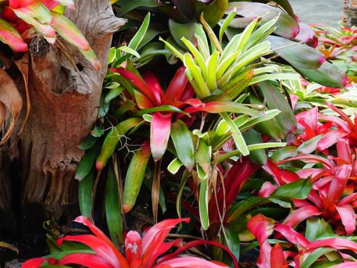 How often do you water a bromeliad plant