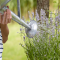 How Often Do I Water My Lavender Plant?