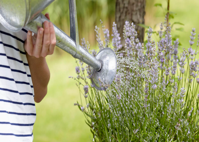 How often do i water my lavender plant