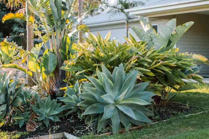 How often do you water agave plants