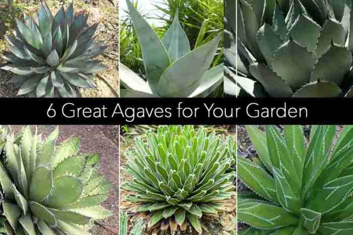 How often do you water agave plants