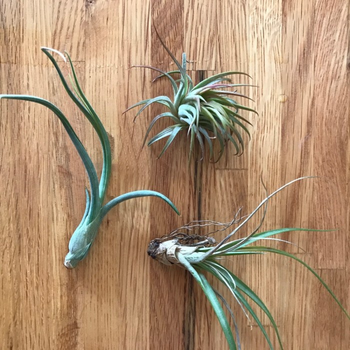 How often do air plants need water