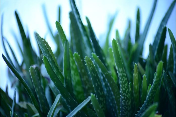 How often do u water aloe plants