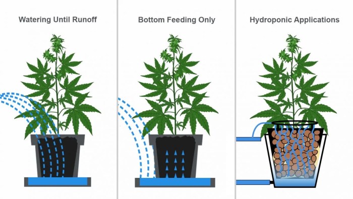 How often do you water blackberry plants