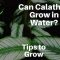 How Often Do You Water Calathea Plants?