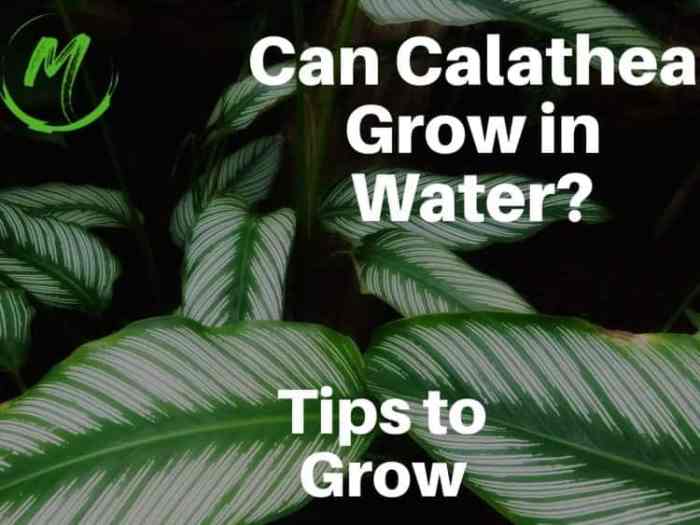 How often do you water calathea plant