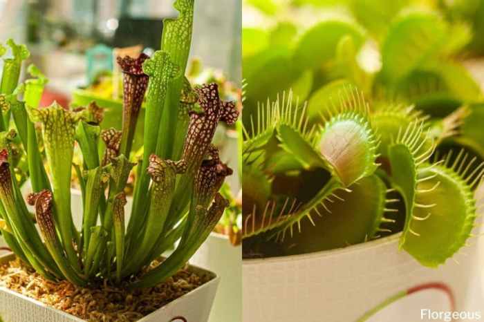 How often do you water carnivorous plants