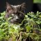 How Often Do You Water a Catnip Plant?