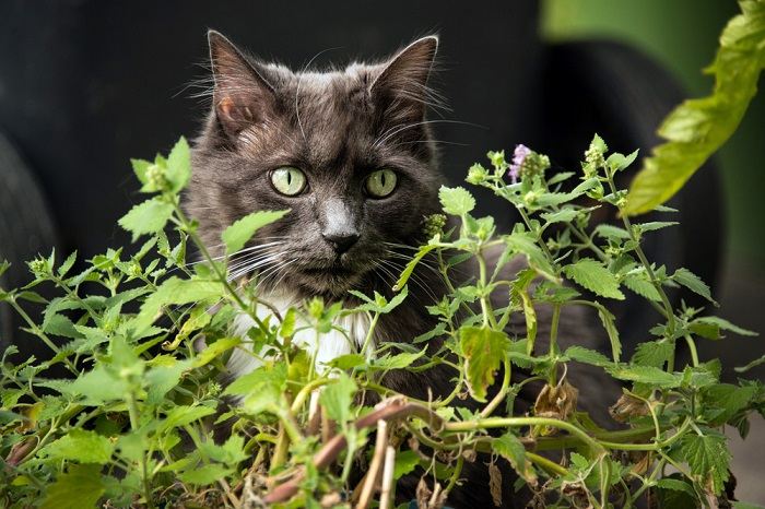 How often do you water a catnip plant