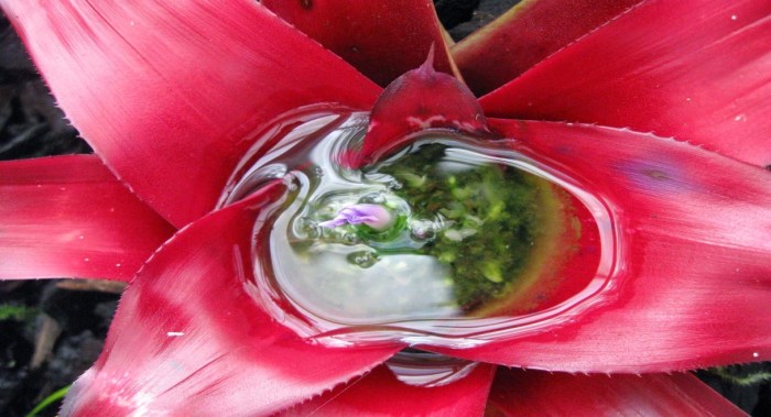 How often do you water a bromeliad plant