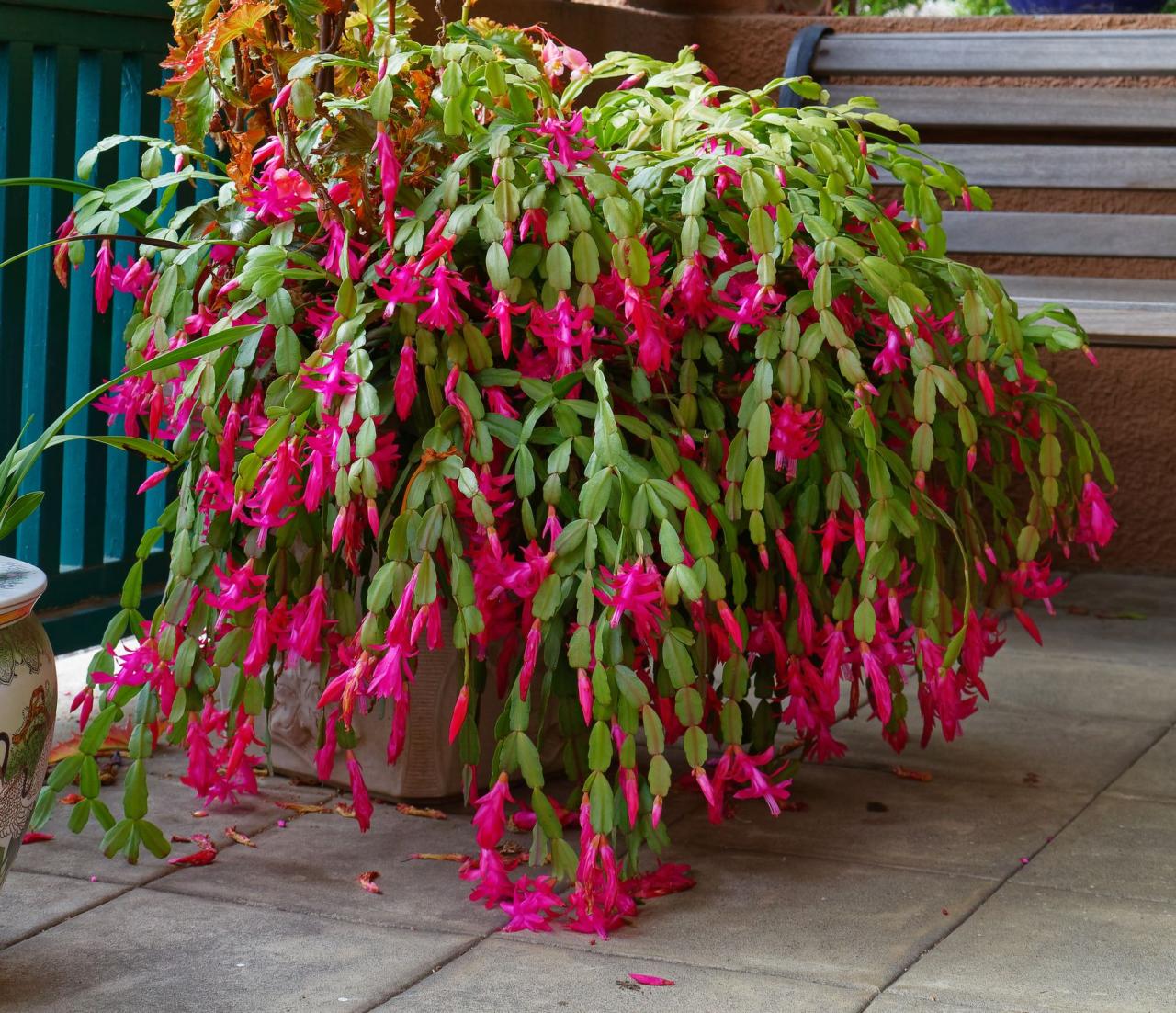 How often do you water a christmas plant