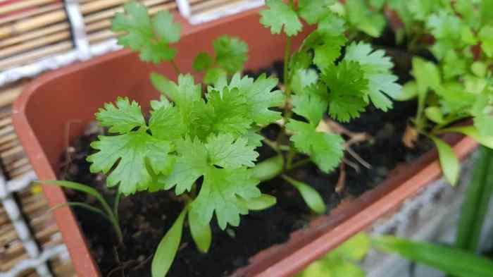 How often do you water green pepper plants