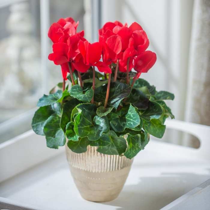 How often do you water a cyclamen plant