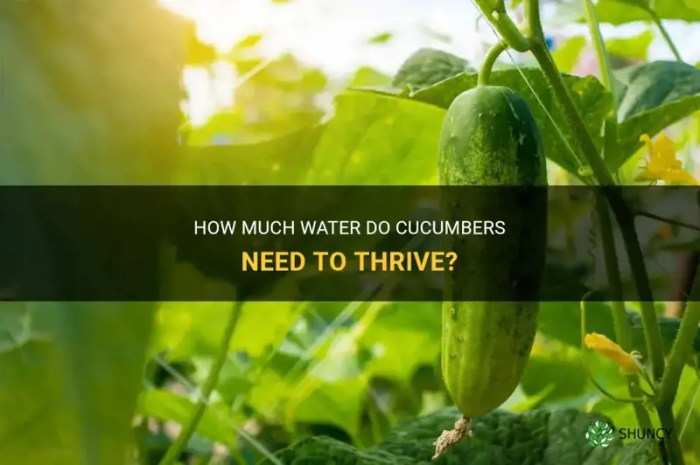 How often do i water my cucumber plants