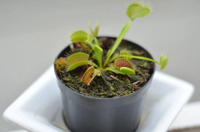 How often do you water carnivorous plants