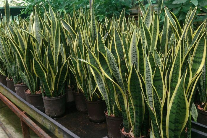 How much water snake plant need