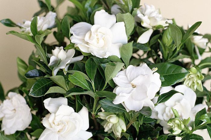 How often do i water a gardenia plant