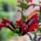 How Often Do You Water a Lipstick Plant?