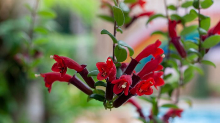 How often do you water a lipstick plant