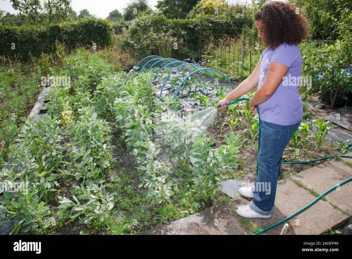 How often do you water bean plants