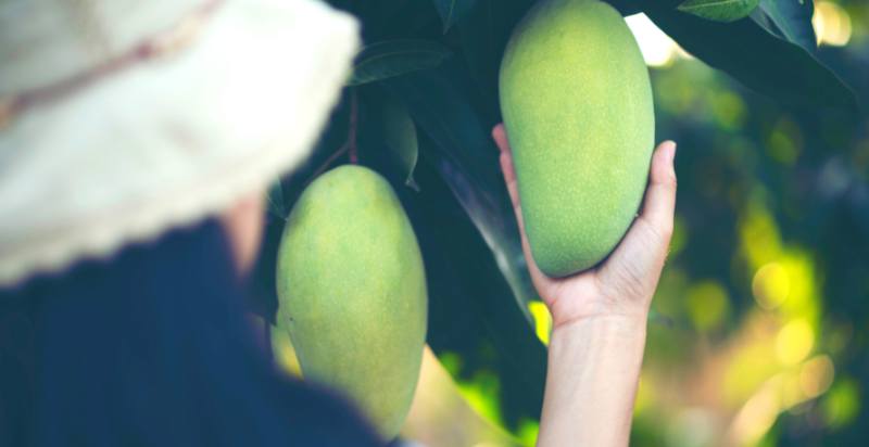 How often do you water a mango plant