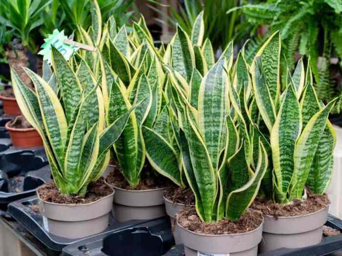 How much water snake plant need