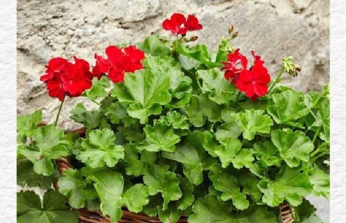 How often do you water a geranium plant