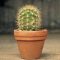 How Often Do I Water a Cactus Plant?