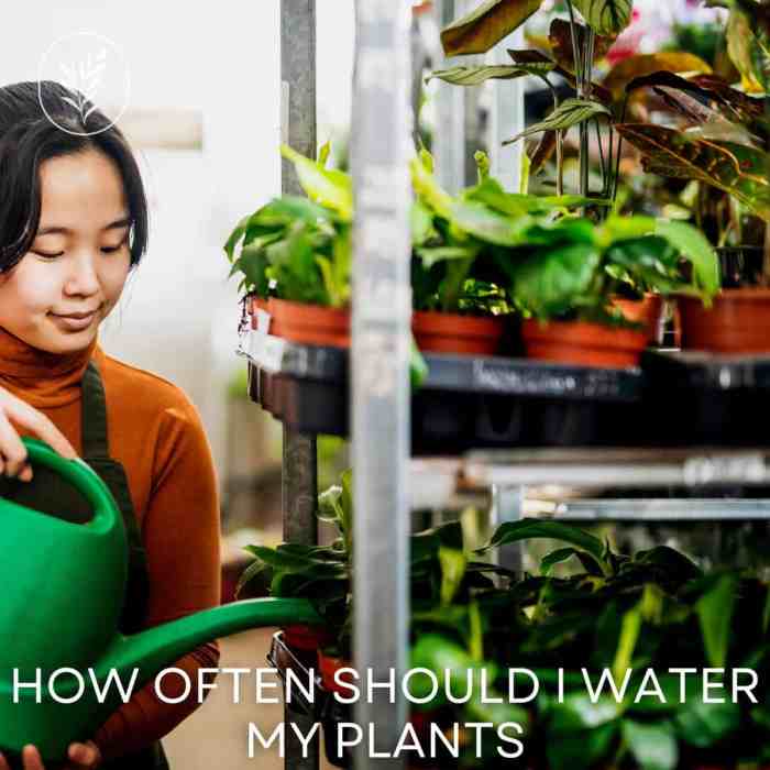 Water houseplants often should empressofdirt choose board article plants