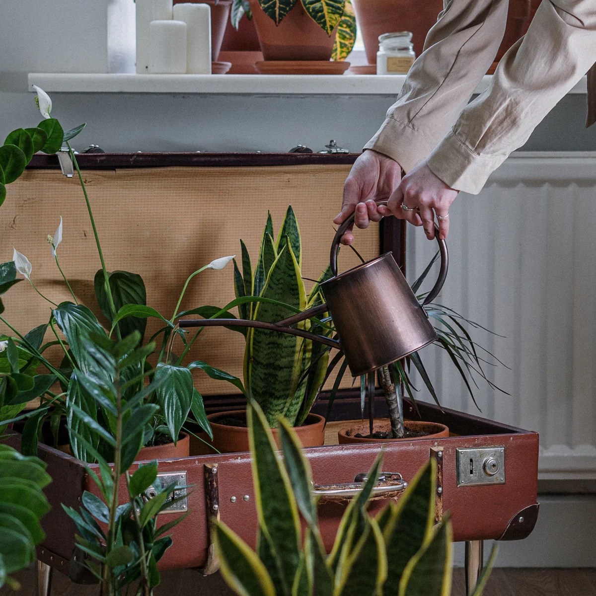 How often do you water foliage plants