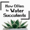 How Often Do You Water a Succulent Plant?