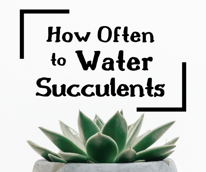 How often do u water a succulent plant