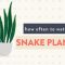 How Often Do You Water Snake Plants?