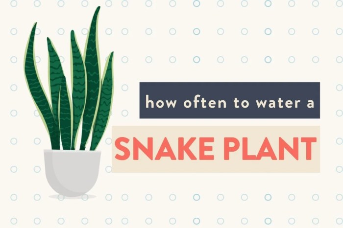 How often do u water snake plant