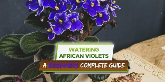 How often do you water african violet plants