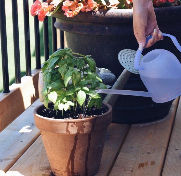 How often do i water a basil plant