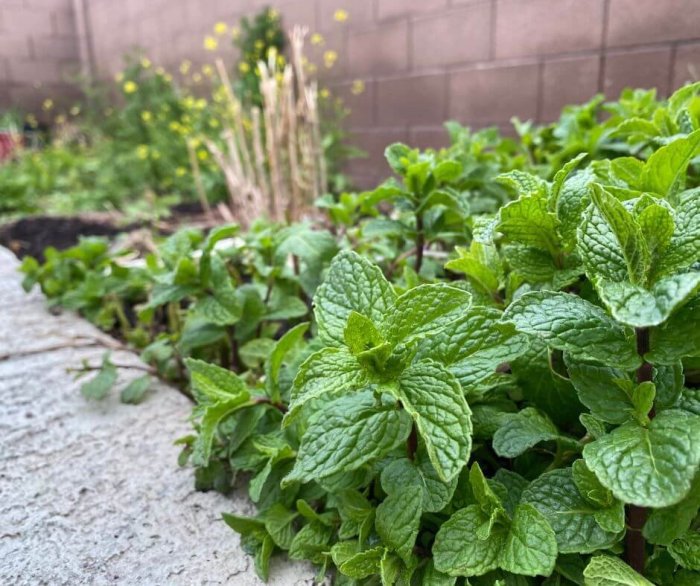 How often do i water mint plant