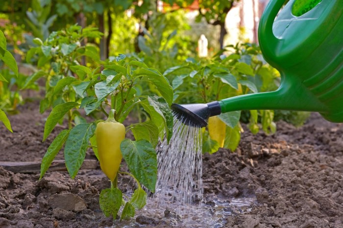 How often do i water bell pepper plants