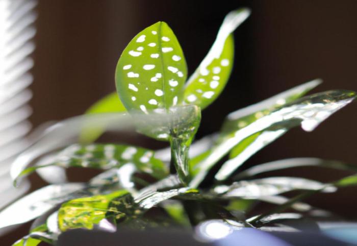 How often do you water polka dot plant