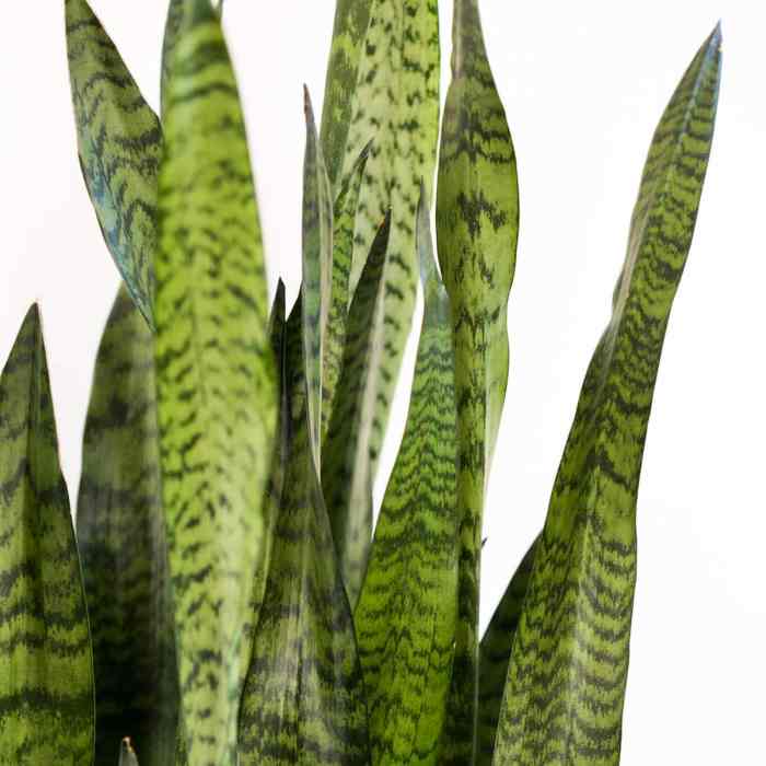 How often do u water snake plant