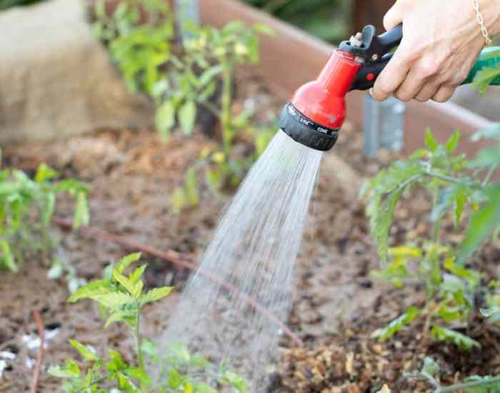 How often do i water chilli plants