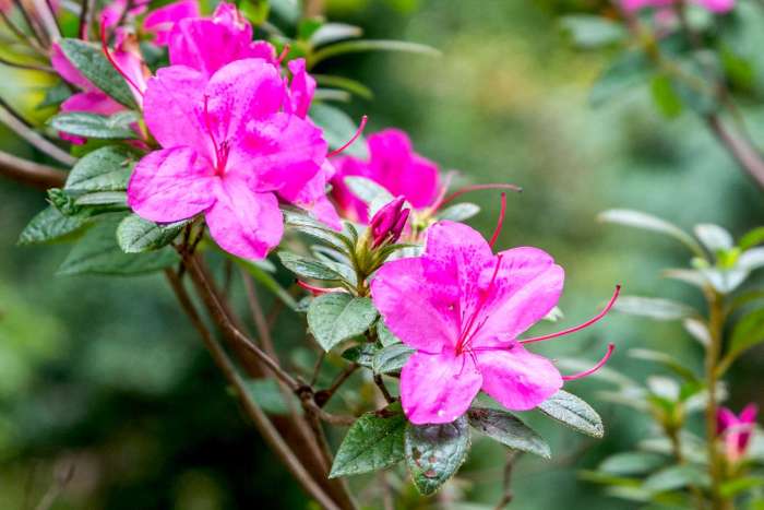 How often do you water an azalea plant