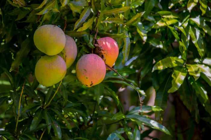 How often do you water a mango plant