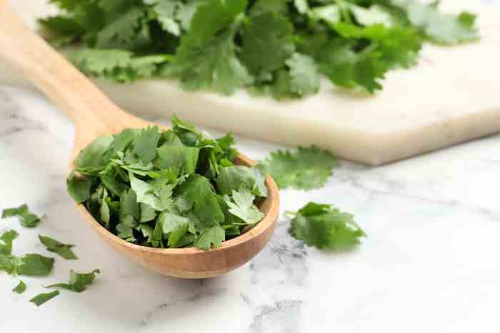 How often do you water cilantro plants