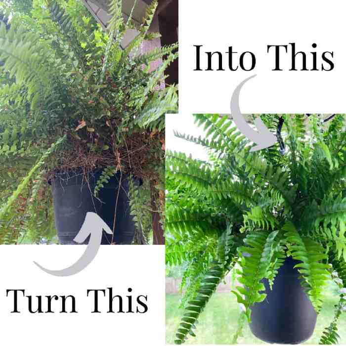 How often do i water a fern plant